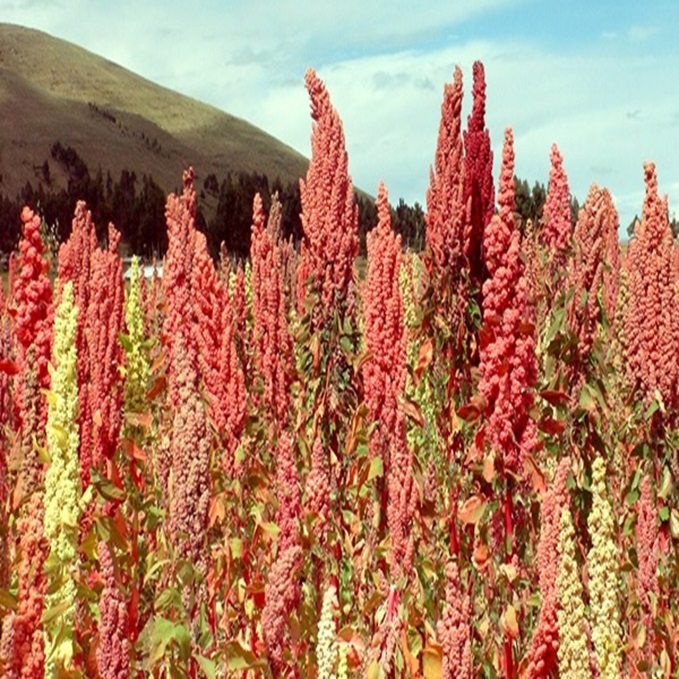 Quinoa Seeds 900 gm